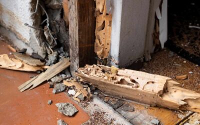 11 reasons why a building and pest inspection is crucial blog post